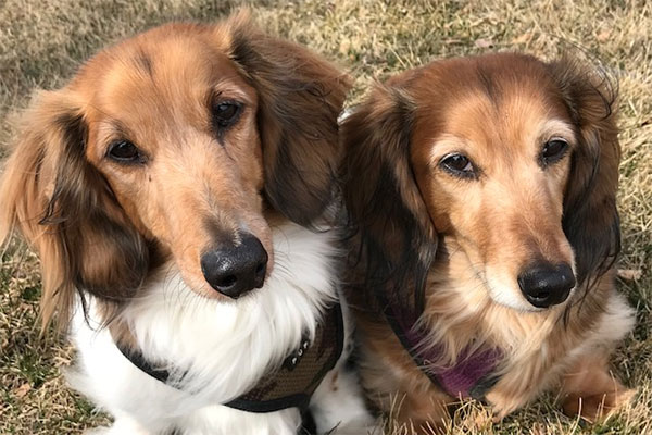 dog sitter cedarburg